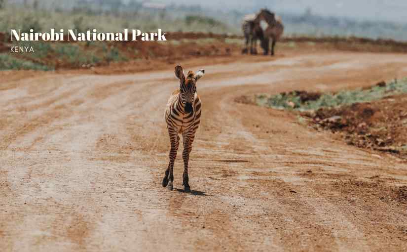 Nairobi National Park,&nbsp;Kenya
